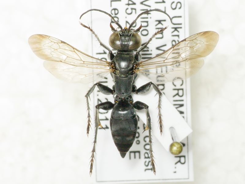 Hymenoptera